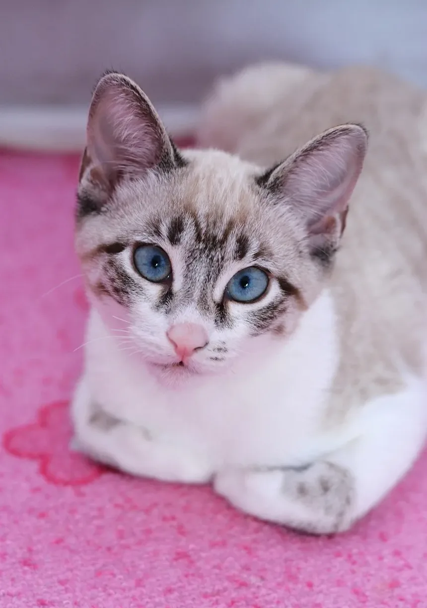 Sinais de Intoxicação em Gatinhos: Um Guia Completo para Donos de Animais
