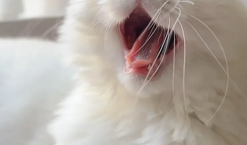 Sinais de Intoxicação em Gatinhos: Um Guia Completo para Donos de Animais