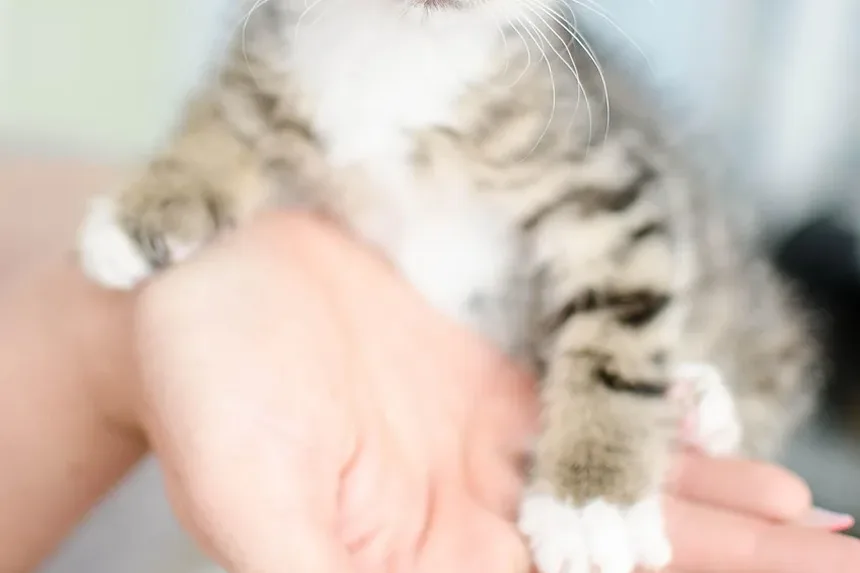 Sinais de Intoxicação em Gatinhos: Um Guia Completo para Donos de Animais