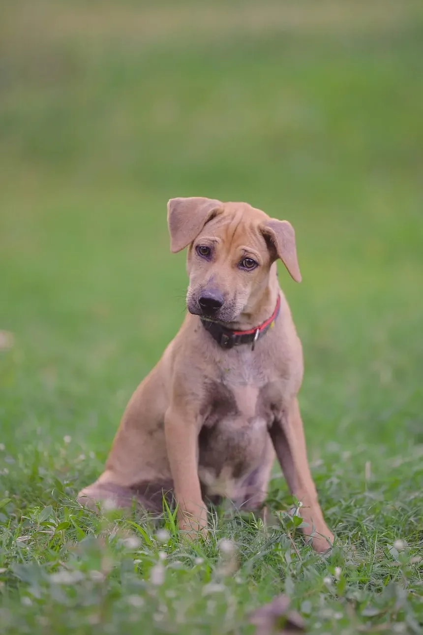 Sinais de Carrapatos em Cães: O Que Todo Dono de Pet no Reino Unido Deve Saber