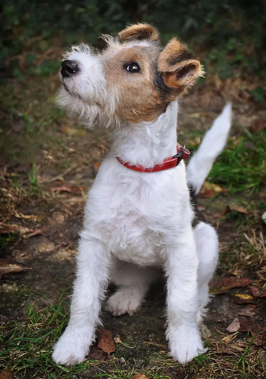 Sinais de Carrapatos em Cães: O Que Todo Dono de Pet no Reino Unido Deve Saber