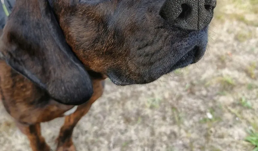 Sinais de Carrapatos em Cães: O Que Todo Dono de Pet no Reino Unido Deve Saber