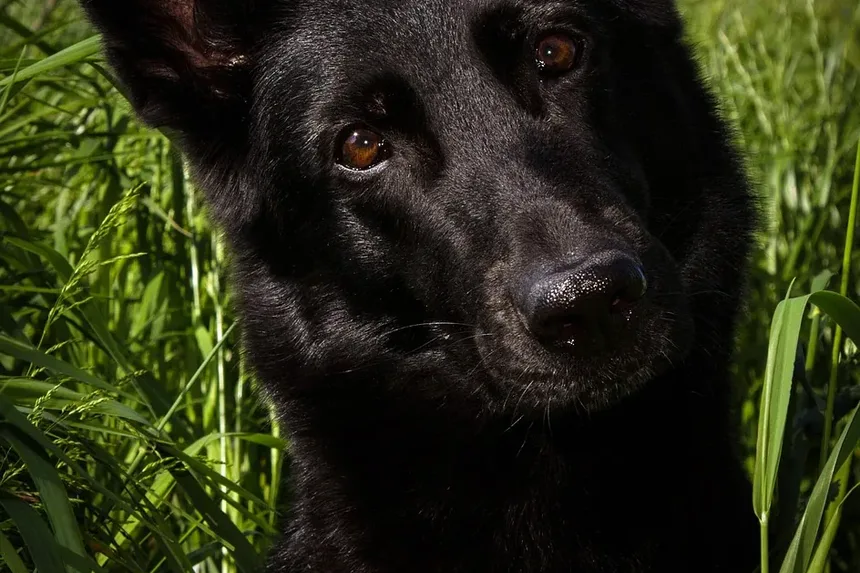 Sinais de Carrapatos em Cães: O Que Todo Dono de Pet no Reino Unido Deve Saber