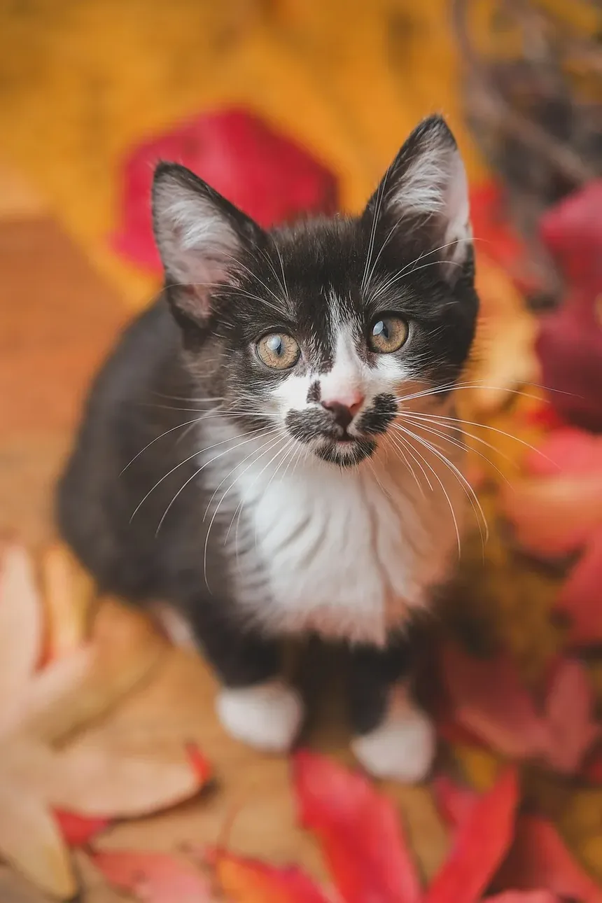 Cuidados Urgentes para Mordida de Gato: Passos Essenciais e Considerações