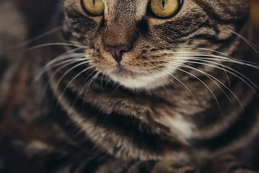 Cuidados Urgentes para Mordida de Gato: Passos Essenciais e Considerações