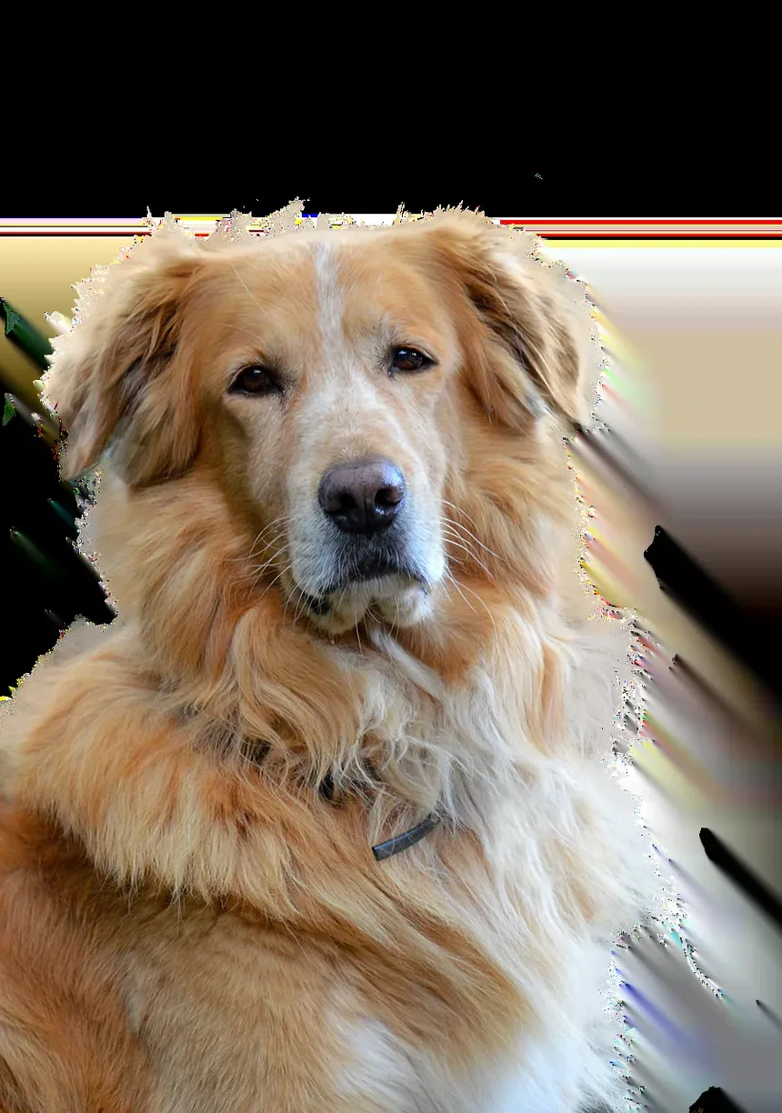 Formas de Prevenir Vermes em Cães: Um Guia Completo