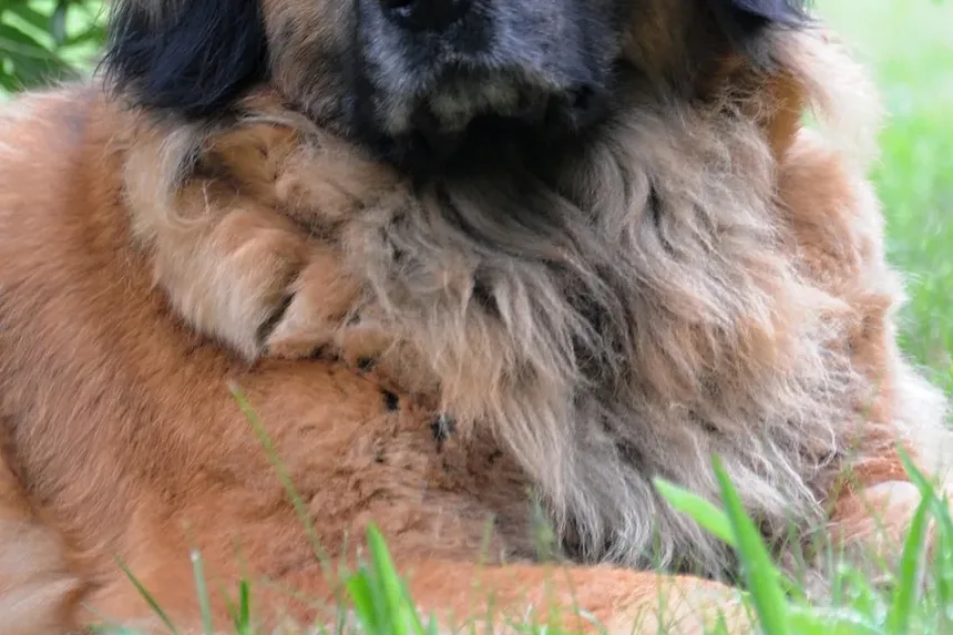 Formas de Prevenir Vermes em Cães: Um Guia Completo