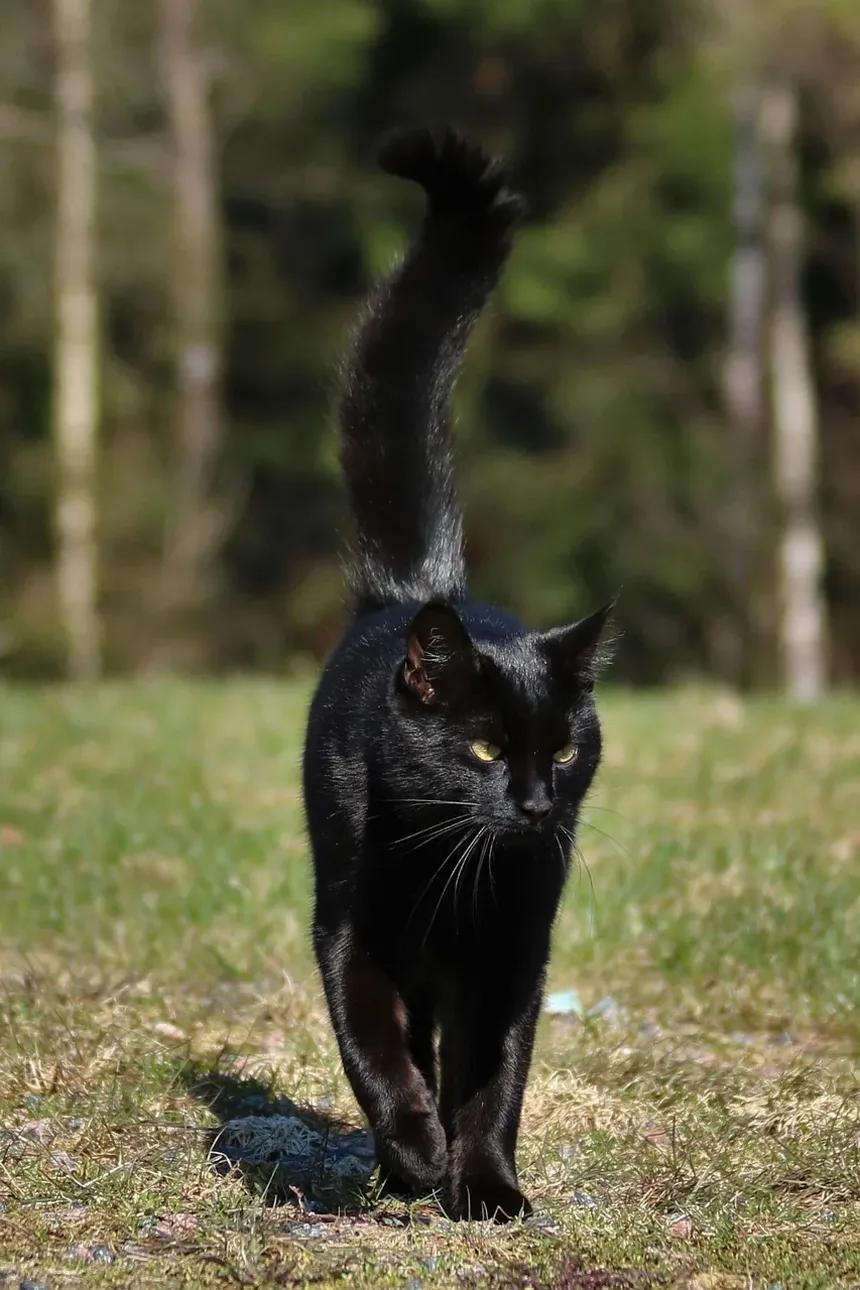 Qual Antibiótico é Usado para Infecção do Trato Respiratório Superior em Gatos?