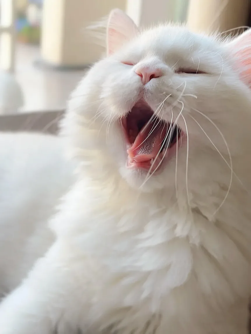O que causa problemas dentários em gatos?
