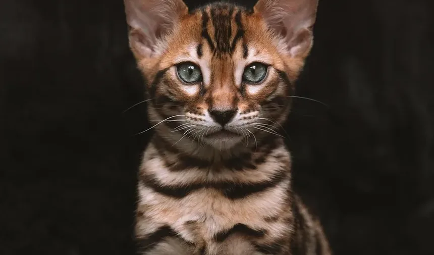 O que causa problemas dentários em gatos?