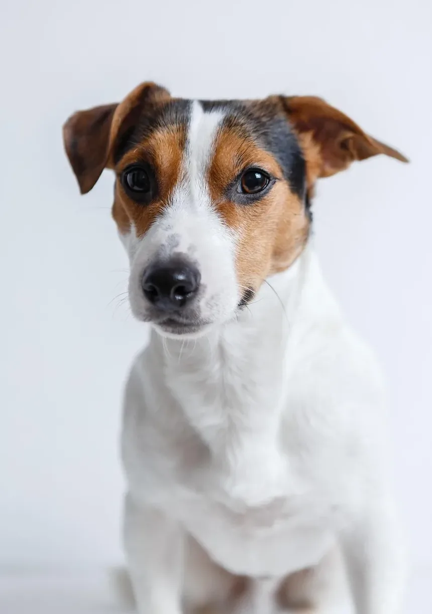O Que Significa Quando Seu Cão Está Com Diarreia e Vomitando?