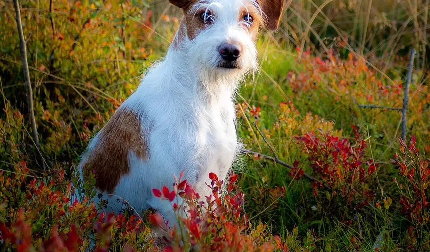 O Que Significa Quando Seu Cão Está Com Diarreia e Vomitando?