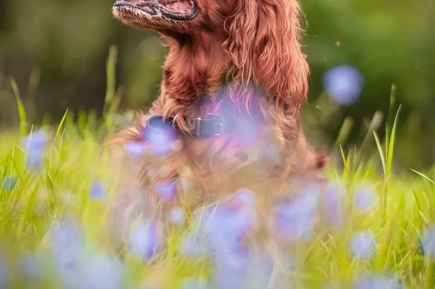 O Que Significa Quando Seu Cão Está Com Diarreia e Vomitando?