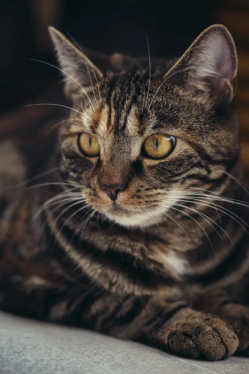 O que é uma Emergência para Gatos?