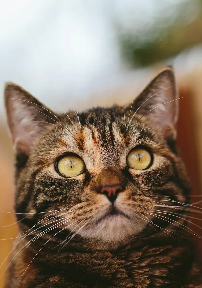 O que é uma Emergência para Gatos?