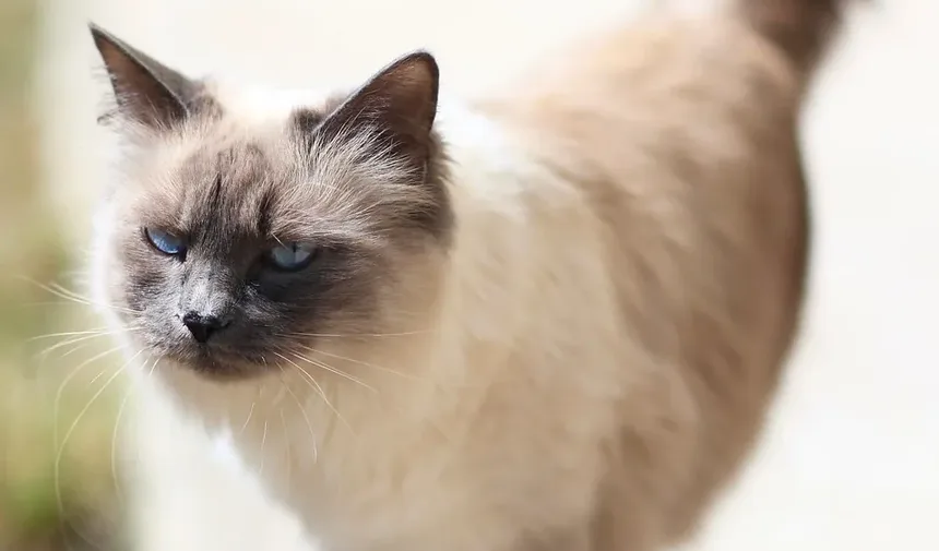 O que é uma Emergência para Gatos?