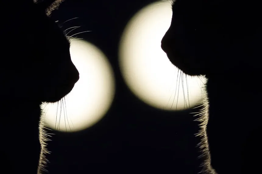 O que é uma Emergência para Gatos?