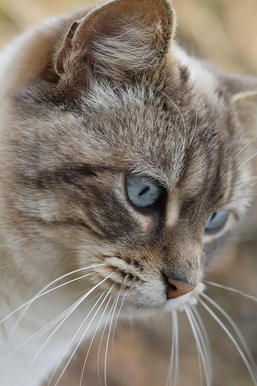 O Que Mata Ácaros de Ouvido em Gatos Naturalmente