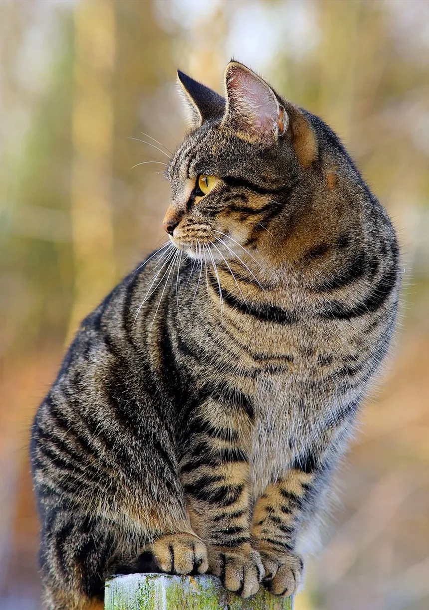 O Que Mata Ácaros de Ouvido em Gatos Naturalmente