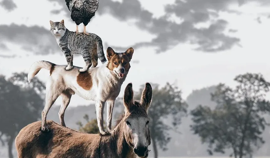 O Que Mata Ácaros de Ouvido em Gatos Naturalmente