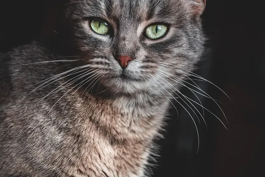O Que Mata Ácaros de Ouvido em Gatos Naturalmente