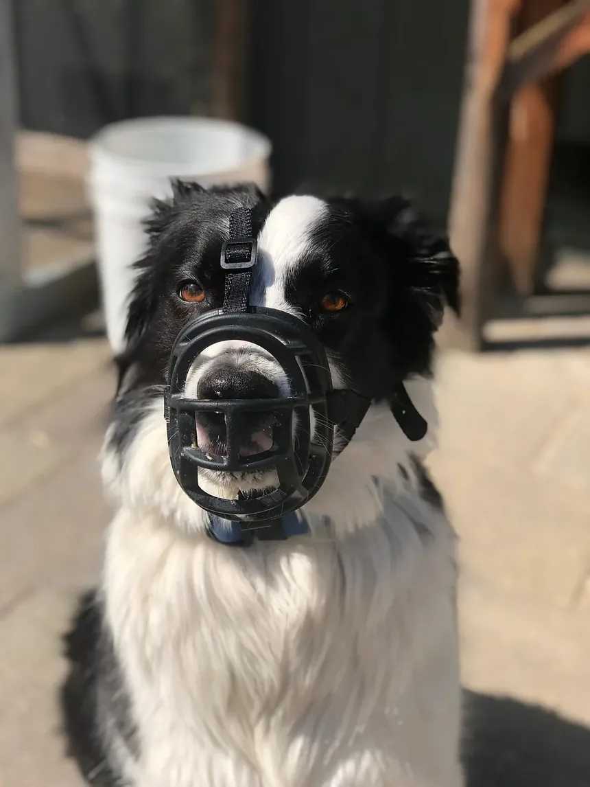 Quais Vacinas os Cães Precisam para Hospedagem?