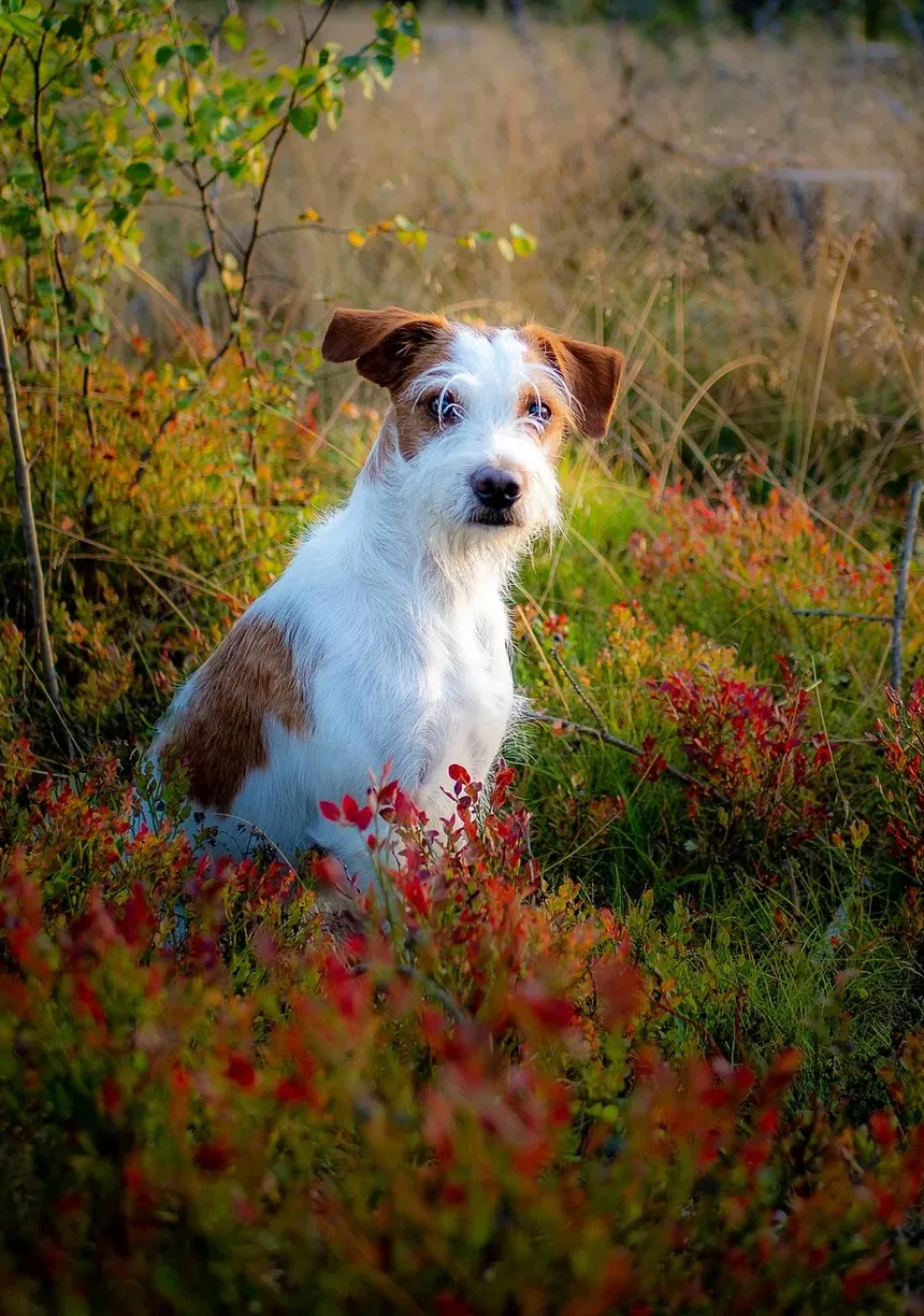 Quais Vacinas os Cães Precisam para Hospedagem?