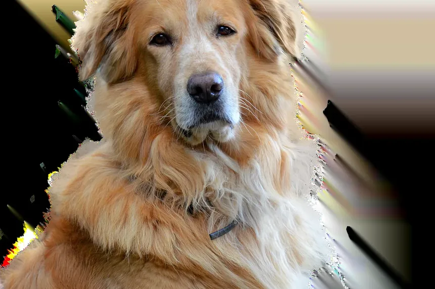 Quais Vacinas os Cães Precisam para Hospedagem?