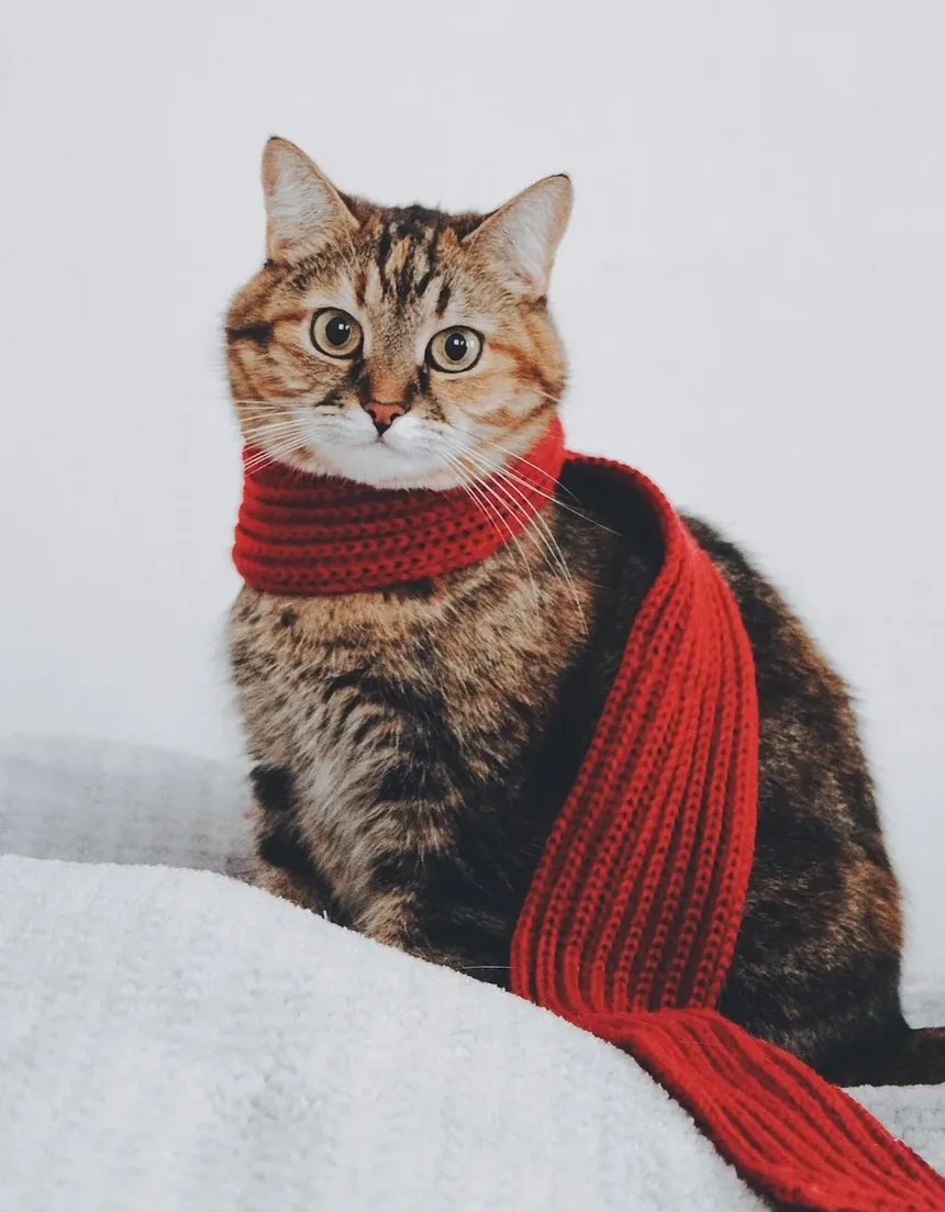 O que fazer se seu gato comer uma planta venenosa