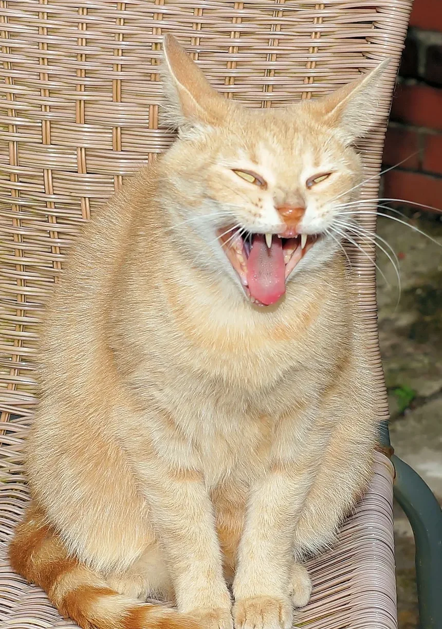 O que fazer se seu gato comer uma planta venenosa