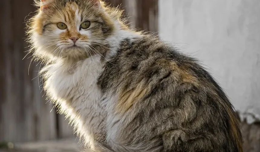 O que fazer se seu gato comer uma planta venenosa