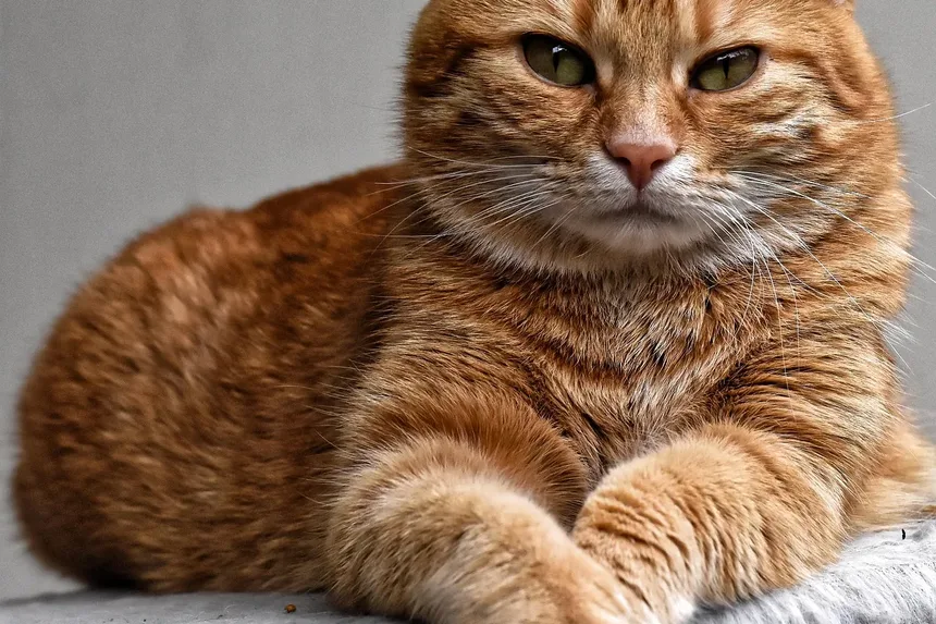 O que fazer se seu gato comer uma planta venenosa