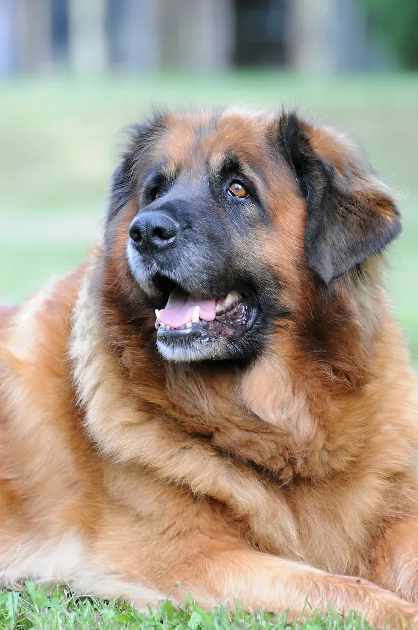 O Que Fazer Se o Seu Cão Comer Algo Venenoso