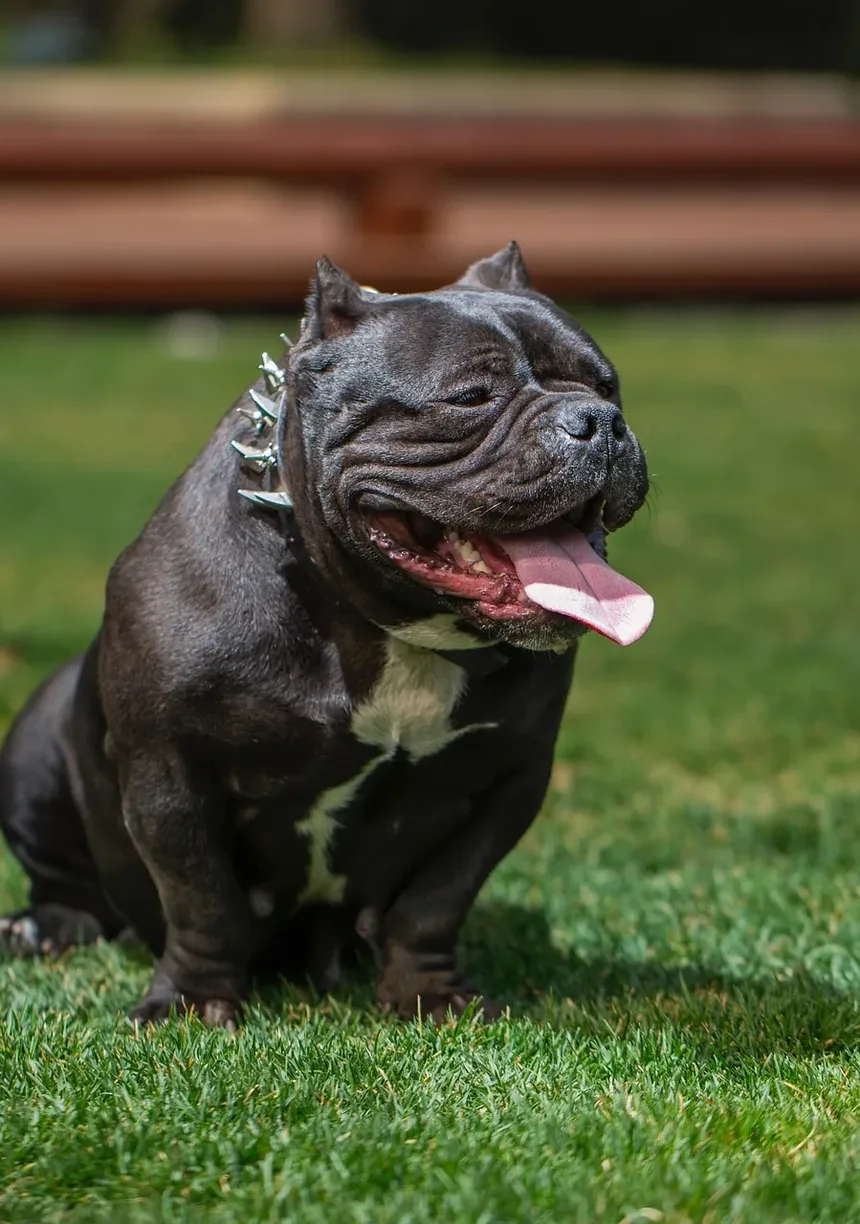 O Que Fazer Se o Seu Cão Comer Algo Venenoso