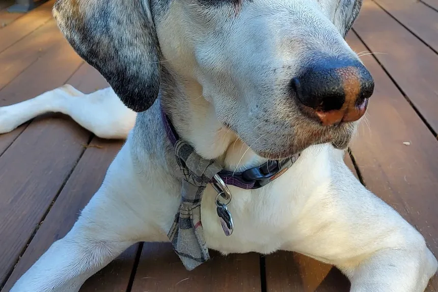 O Que Fazer Se o Seu Cão Comer Algo Venenoso
